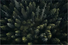 Tablou - Pădure (90x60 cm)