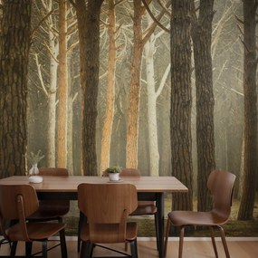 Fototapet – Pădure cu raze de soare (147x102 cm)