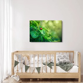 Tablou - Buburuza (90x60 cm)