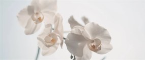 Tablou cu orhidee albă (120x50 cm)