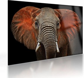 Tablou pe sticlă - Elefanți cu Tsavo (70x50 cm)