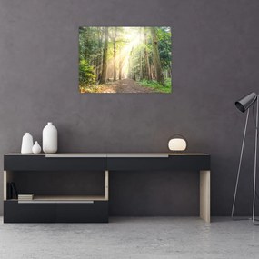 Tablou pe sticlă - Poteci în pădure (70x50 cm)