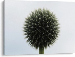 Tablou - Sfere de flori (70x50 cm)