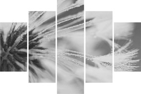 Tablou - Păpădie (150x105 cm)