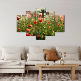 Tablou cu maci (150x105 cm)