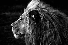 Fotografie Close-up of a Lion (B&W), azamkassim