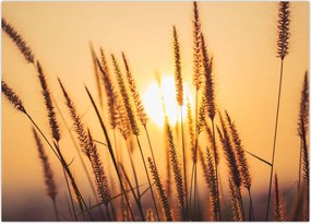 Tablou - Iarbă la soare (70x50 cm)