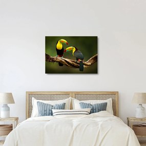 Tablou pe sticlă tucani sezând , Costa Rica (70x50 cm)