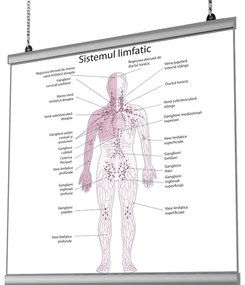 Plansa Sistemul Limfatic cu sistem de prindere