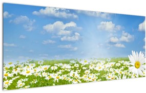 Tablou cu luncă înflorită cu margarete (120x50 cm)