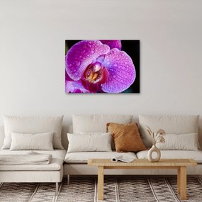 Tablou detailat cu floare de orhidee (70x50 cm)
