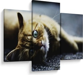 Tablou cu pisica (90x60 cm)