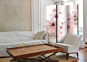 Paravan - Cherry Blossom [Room Dividers]