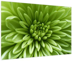 Tablou - Imagine macro a unei plante (90x60 cm)