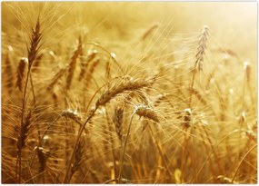 Tablou - Spice de cereale (70x50 cm)