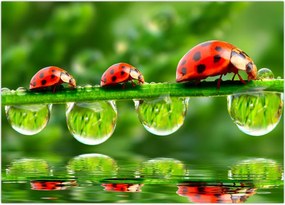 Tablou - Soarele celor șapte sori (70x50 cm)