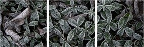 Tablou - Plante înghețate (cu ceas) (90x30 cm)