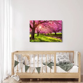 Tablou - Cireși înfloriți, Hurd Park, Dover, New Jersey (90x60 cm)