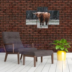 Tablou - Vacă scoțiană 2 (90x60 cm)