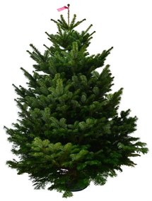 Brad natural de Craciun Nordmann Top Quality Special Edition 175-200 cm