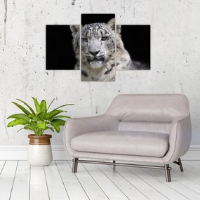 Tablou - Snow Leopard (90x60 cm)