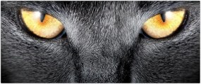 Tablou - Close up portret de o pisică (120x50 cm)