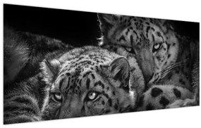 Tablou - Gheparzi care se odihnesc (120x50 cm)