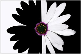 Tablou - Floare, alb- negru (90x60 cm)