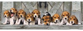 Câine Beagles Puzzle panoramic Clementoni de 1000 de piese