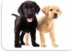 Suport de masa pentru copii 56x37 cm DOGS & CATS Varianta: Pupini