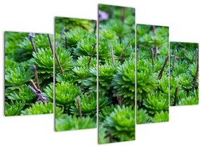 Tablou - Aloe (150x105 cm)