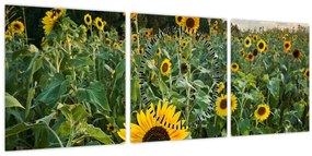 Tablou - Câmpul de floarea-soarelui II. (cu ceas) (90x30 cm)