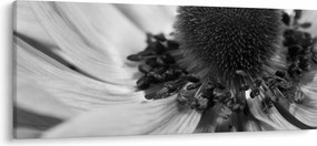 Tablou - Floare în alb-negru (120x50 cm)