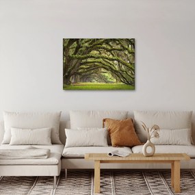 Tablou - Oaks Avenue, Charleston, Carolina de Sud, SUA (70x50 cm)