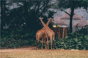 Tablou cu două girafe (90x60 cm)