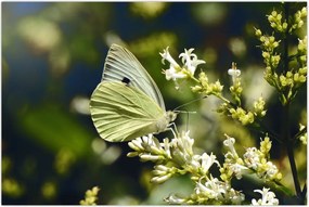 Tablou cu fluture (90x60 cm)