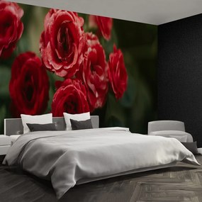 Fototapet Vintage Roses