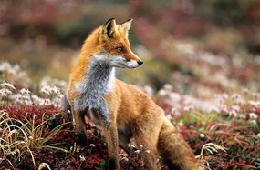 Fotografie de artă Fox in a autumn mountain, keiichihiki, (40 x 26.7 cm)