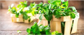 Tablou cu menta proaspătă (120x50 cm)