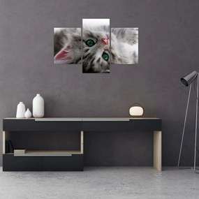 Tablou - Pisica cu ochi verzi (90x60 cm)