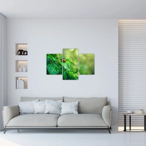 Tablou - Buburuza (90x60 cm)