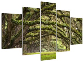 Tablou - Oaks Avenue, Charleston, Carolina de Sud, SUA (150x105 cm)