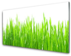 Tablouri acrilice Iarbă Natura verde