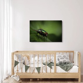 Tablou - Musca (90x60 cm)
