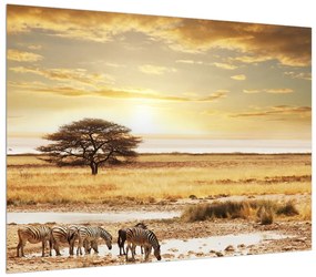 Tablou cu savana și zebre (70x50 cm), în 40 de alte dimensiuni noi