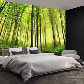 Fototapet ceaţă Forest