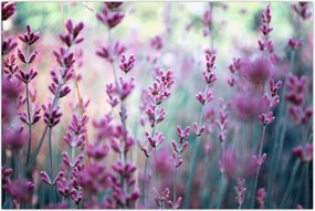 Tablou - Lavandă (90x60 cm)