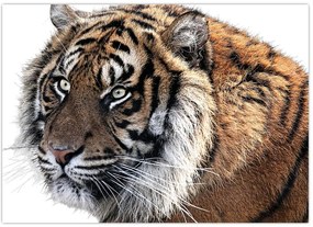 Tablou cu tigrul (70x50 cm)