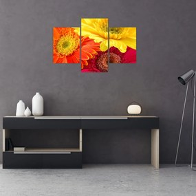 Tablou - Flori Gerbery (90x60 cm)