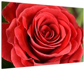 Tablou - Flori de trandafir (90x60 cm)